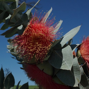 Eucalyptus rhodanthe